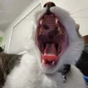 oreolaugh