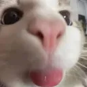 CatBleh