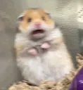 scaredpussy