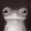 FrogStare