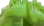 GlorpFeet