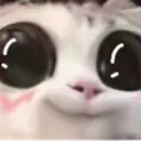 cat_qt
