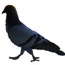 pigeon custom emote | NitroLoot | Free Nitro Giveaways &  Community