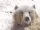 bearwave
