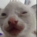 guh
