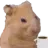 gmhamster