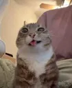 8743highcatto
