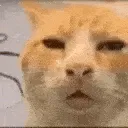 44307huhsmoothercat