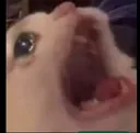48255catinagony