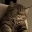 70190ohyeahscritchiescat