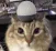 92299catalert