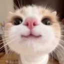 cutecat