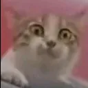 scared_cato
