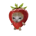 3047strawberrycatto
