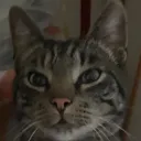 muffin5