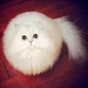 :snowball: