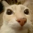 stare