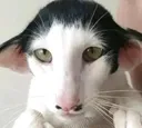 nosoymenso