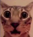 oemege