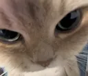 dimelo