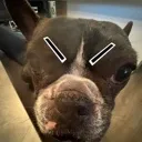 ANGRYNigel