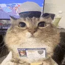 cat_police
