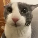 guh