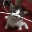 cat_electric
