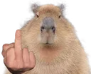 capyfk