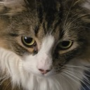 catstaredown Discord emoji