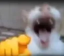 Catlaugh