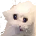 saddestcat saddestcat