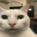 CutePetcatWhat