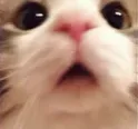 1_cutecat12