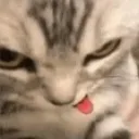 catpp