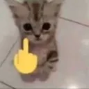 catscrewyou