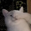 catslap1