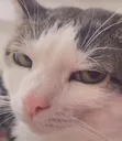 cat_annoyed