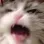 cat_scream