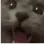 cat_aaaaa
