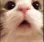 cat_wow