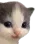 cat_hehe cat_hehe
