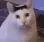 cat_huh