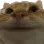 cat_nod_yes