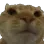 cat_d_no