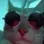 cat_party