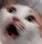 cat_scared
