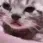 cat_sob
