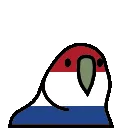 netherlandsparrot