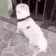 dancingdog dancingdog